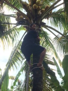 果樹園でココナッツ狩り風景